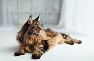 Le razze di gatti da appartamento più famose gatti, razze, appartamento