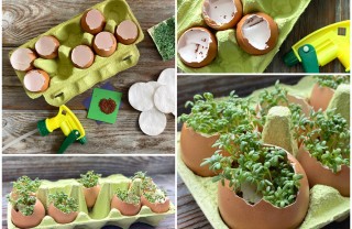 piantine uova come seminare, piantine uova 