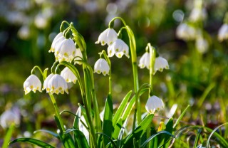 come coltivare campanellino, come coltivare leucojum