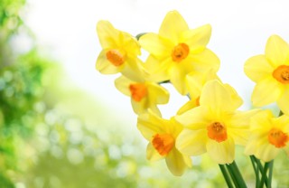 fiori gialli terrazza