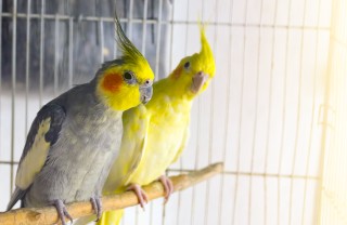 Come organizzare la gabbia dell'uccellino domestico gabbia uccelli organizzazione