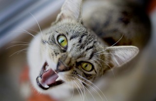 gatto arrabbiato motivi