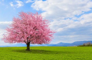 sfondi desktop paesaggi primaverili gratis, sfondi desktop primavera gratis 