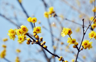 come coltivare calicanto, coltivazione calicanto 