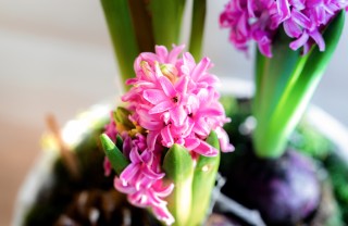 fiori primaverili profumati, fiori primavera profumati