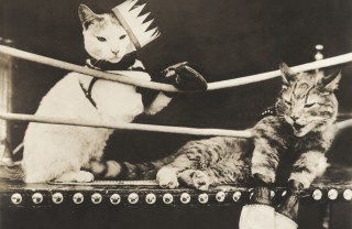 gatti, litigano, sogno