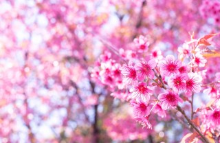 Frasi sulla primavera