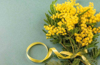 Mazzo di mimose recise