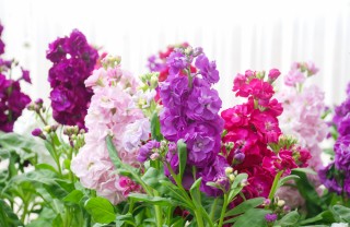 come coltivare violacciocche, coltivazione violacciocche