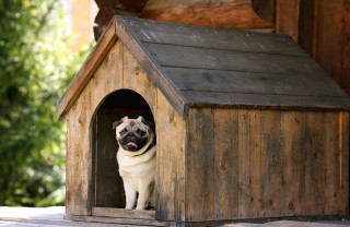 Cucce per cani piccoli