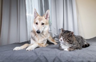 cani gatti citazioni gatti cani frasi