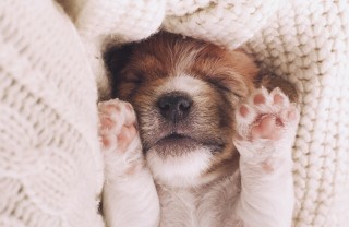 Nomi di cani maschi