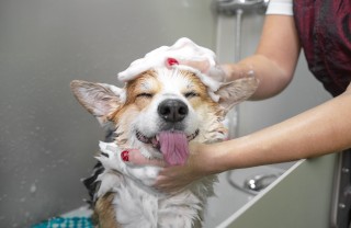 Toelettatura dei cani