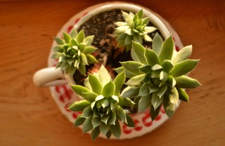 piante in tazza