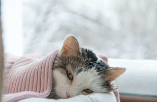 gatto, raffreddore, terapia