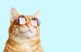 Le vite dei gatti Quante vite hanno i gatti