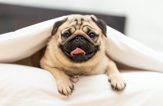 Le razze di cani cinesi più famose razze, cani, Cina