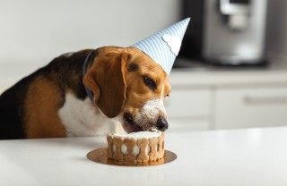 Come preparare una torta per cani Torta per cani