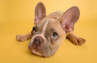 Musica per cani Musica rilassante per cani