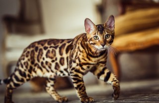 gatti, razze, allergie