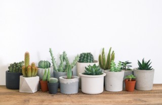 Terriccio per cactus