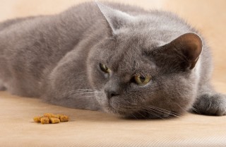 gatto, cibo, vomito