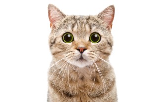 Nomi per gatti maschi