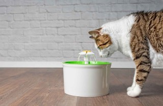 Fontanella per gatti