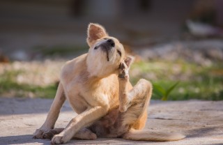 Zecche nei cani