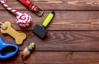 accessori, cani, animali