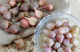 Come fare in casa i lampascioni sott'olio alla pugliese lampasioni, conserve, Puglia