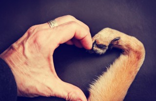 Amore animali, le citazioni amore animali citazioni