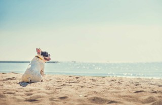 Spiaggia per cani