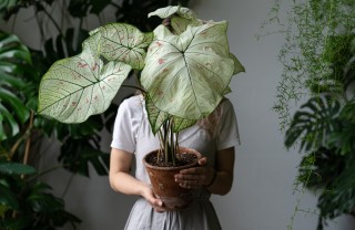 pianta