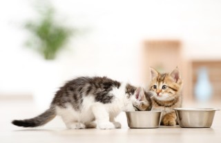 Svezzamento dei gattini