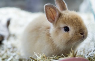 coniglio nano consigli