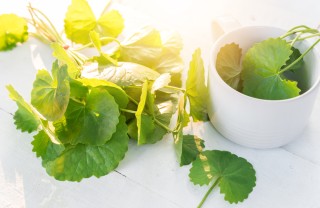 centella asiatica centella asiatica