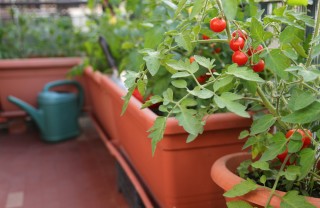 Pomodori