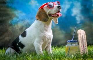 rinfrescare cane caldo