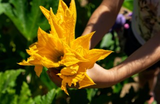 Fiori di zucchina