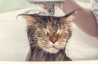 Bagnetto ai gatti