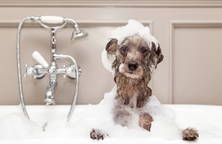 Ogni quanto tempo lavare il cane