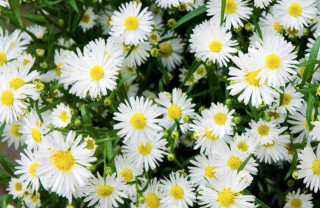 esperimento colore fiori