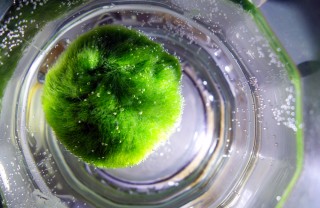 alga palla marimo