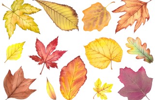 Foglie autunnali da stampare foglie autunnali da stampare, foglie autunno da stampare