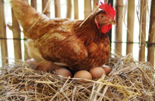 Le razze di galline ovaiole da acquistare galline ovaiole, razze, quali prendere