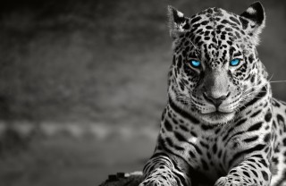 notte gialla, emis killa, madame