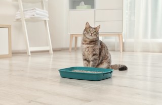 gatto, pipì, lettiera