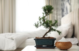 Bonsai