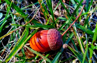 Decorazioni natalizie ghiande fai da te decorazioni natalizie ghiande